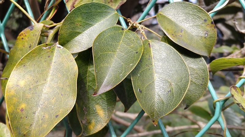ムベの葉 横浜市旭区中希望が丘