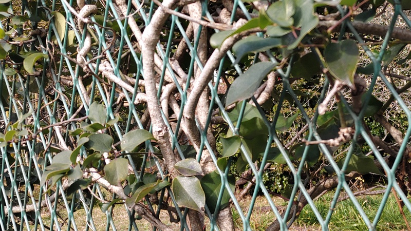 ムベの蔓 横浜市旭区中希望が丘
