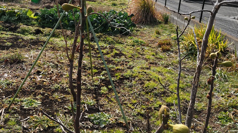 イチジクの花嚢 横浜市旭区中希望が丘