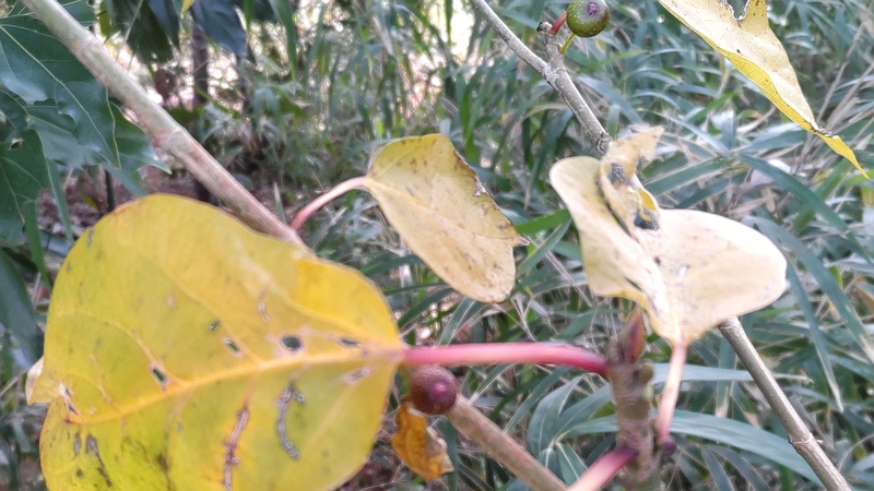 イヌビワの花嚢 横浜市瀬谷区長屋門公園