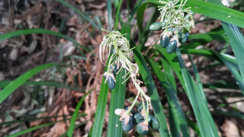 ノシランの果実 横浜市瀬谷区長屋門公園
