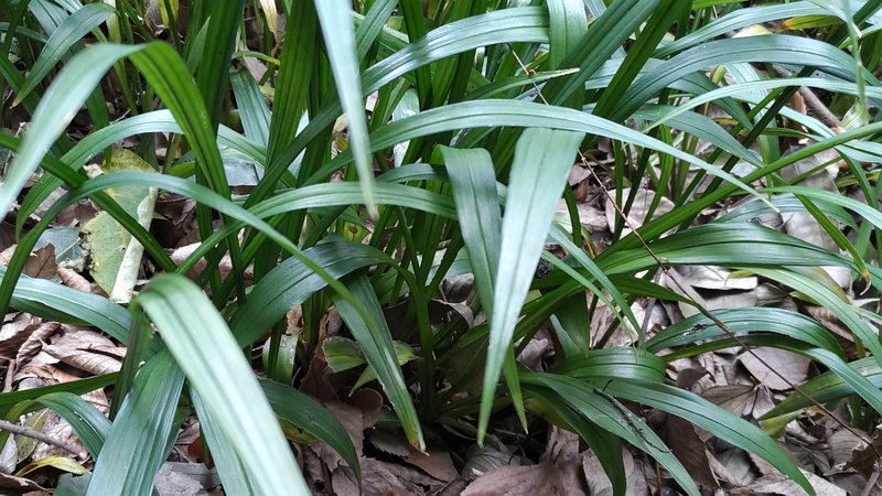 ノシラン 横浜市瀬谷区長屋門公園