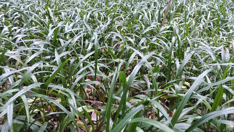 ノシラン 横浜市瀬谷区長屋門公園
