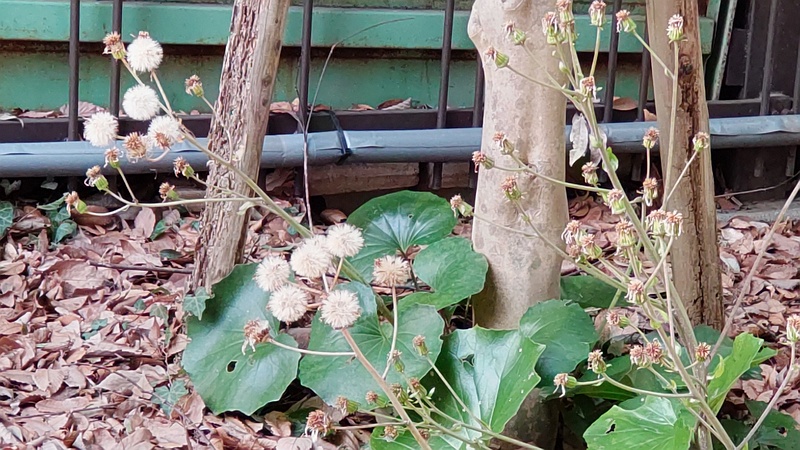 ツワブキの果実 横浜市瀬谷区長屋門公園