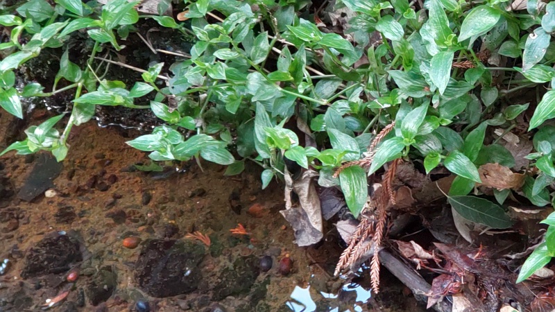 トキワツユクサ 横浜市瀬谷区長屋門公園