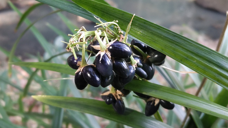 ノシランの果実 横浜市瀬谷区長屋門公園