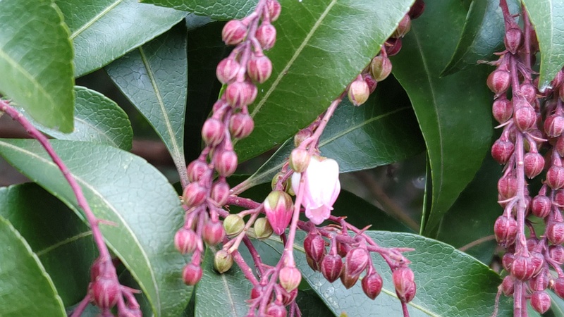 アセビの花 横浜市瀬谷区長屋門公園