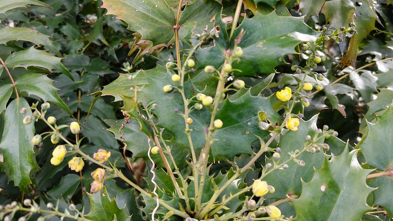 ヒイラギナンテンの花 横浜市瀬谷区長屋門公園