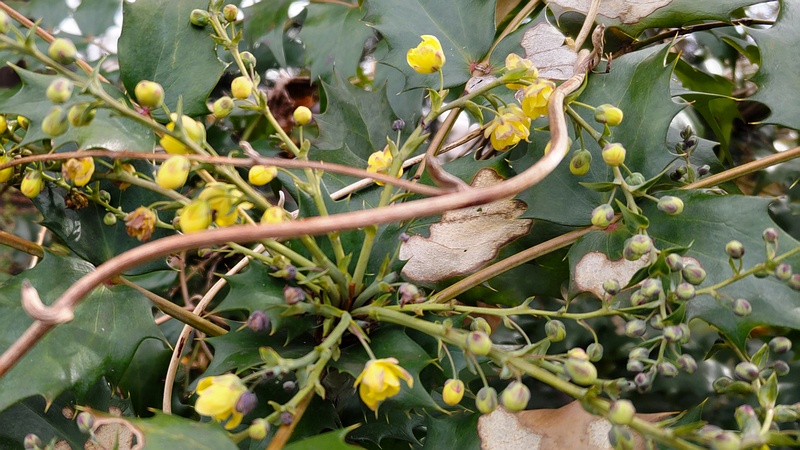 ヒイラギナンテンの花 横浜市瀬谷区長屋門公園