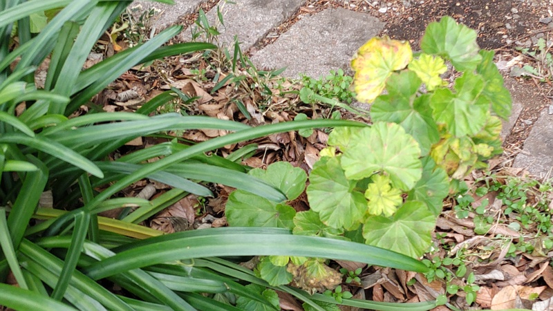 スイセンとテンジクアオイの葉 横浜市瀬谷区長屋門公園