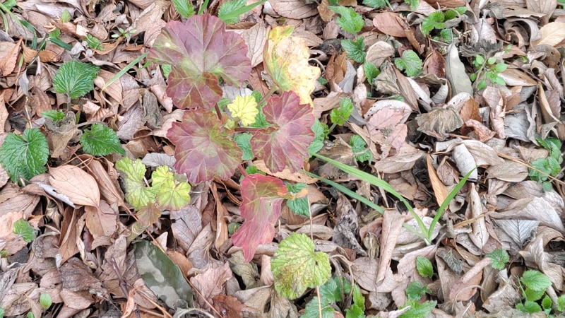 テンジクアオイの葉 横浜市瀬谷区長屋門公園