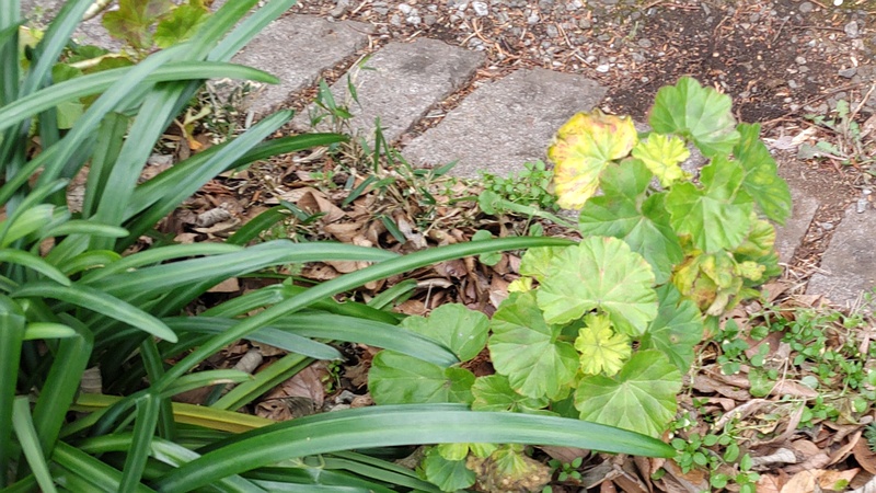 スイセンとテンジクアオイの葉 横浜市瀬谷区長屋門公園