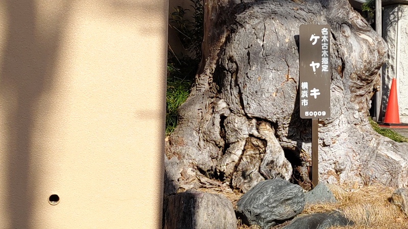 ケヤキ、横浜市名木古木指定50009 横浜市旭区東希望が丘