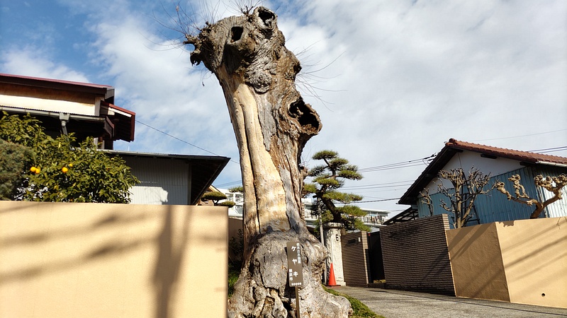 ケヤキ、横浜市名木古木指定50009 横浜市旭区東希望が丘