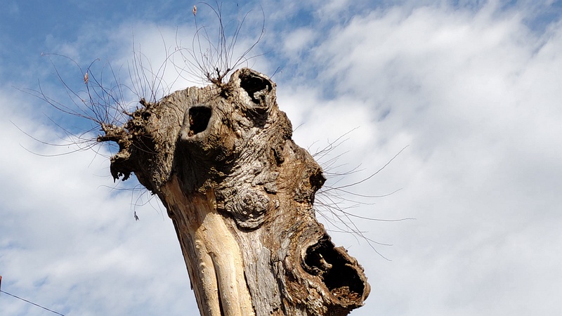 ケヤキ、横浜市名木古木指定50009 横浜市旭区東希望が丘