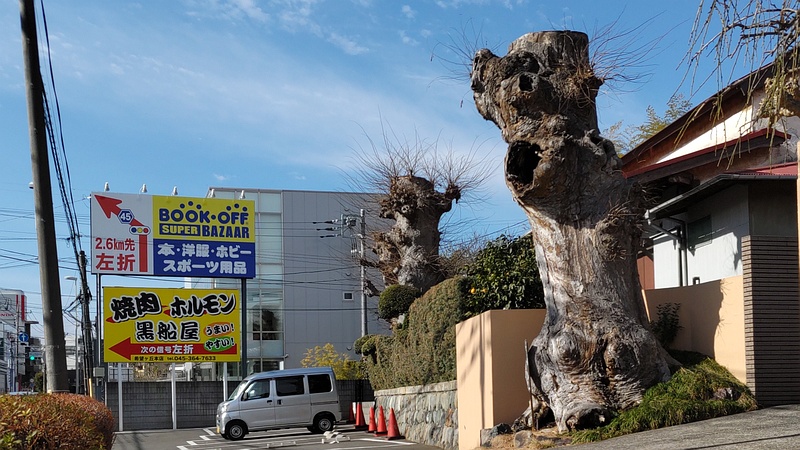 ケヤキ、横浜市名木古木指定50009 横浜市旭区東希望が丘