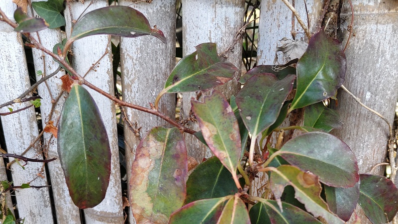 サネカズラの冬芽 横浜市旭区東希望が丘