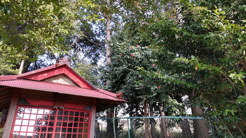 ツバキの花 横浜市旭区東希望が丘