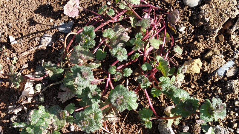 ホトケノザ 横浜市旭区中希望が丘