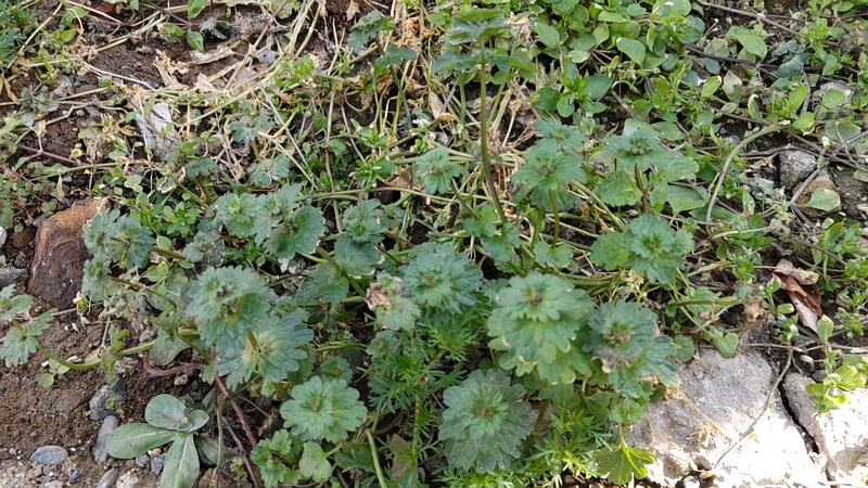 ホトケノザ 横浜市旭区中希望が丘