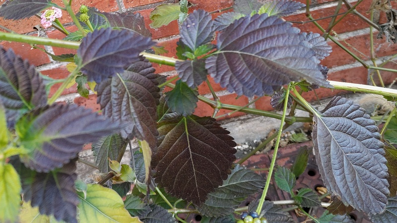 ランタナ 横浜市旭区中希望が丘