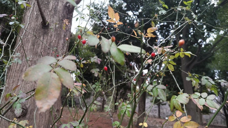 ノイバラの果実 東京都大田区平和の森公園