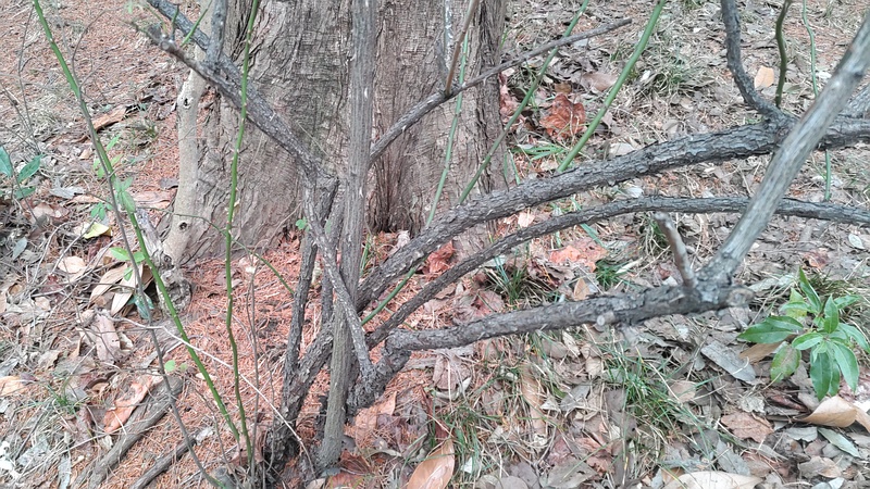 ノイバラの幹 東京都大田区平和の森公園