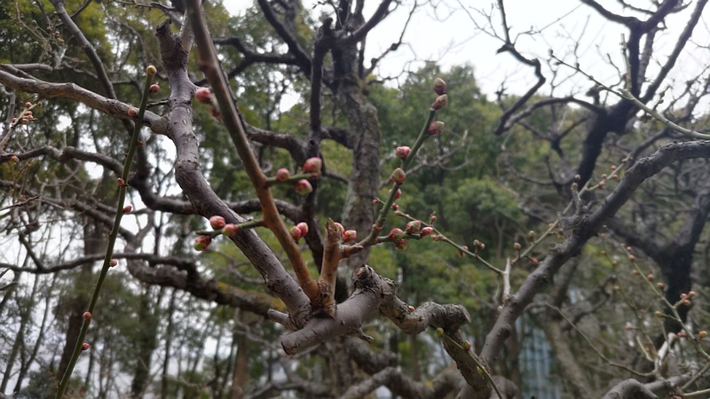 ウメの蕾 東京都大田区平和の森公園