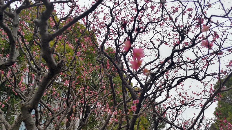 ウメの花 東京都大田区平和の森公園