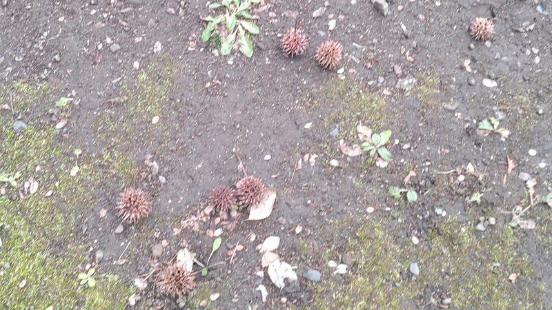 モミジバフウの果実 東京都大田区平和島公園
