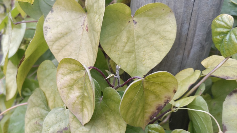 マルバルコウソウ 東京都大田区平和島公園