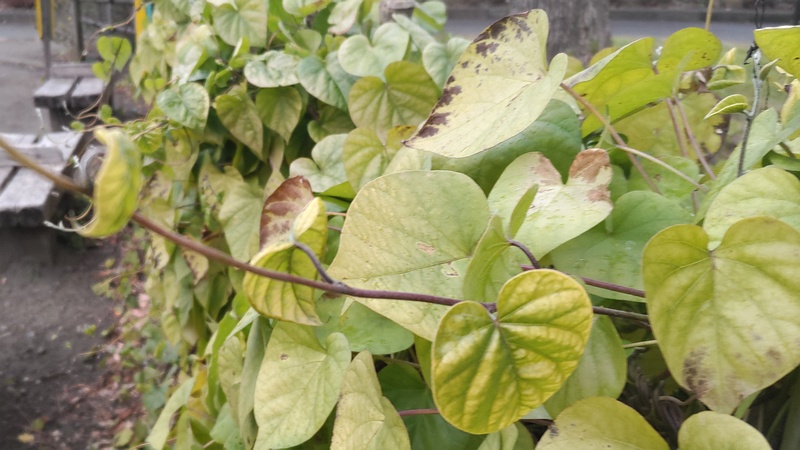 マルバルコウソウ 東京都大田区平和島公園