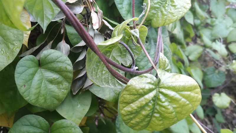 マルバルコウソウ 東京都大田区平和島公園