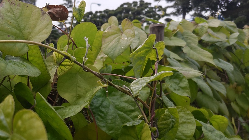 マルバルコウソウ 東京都大田区平和島公園