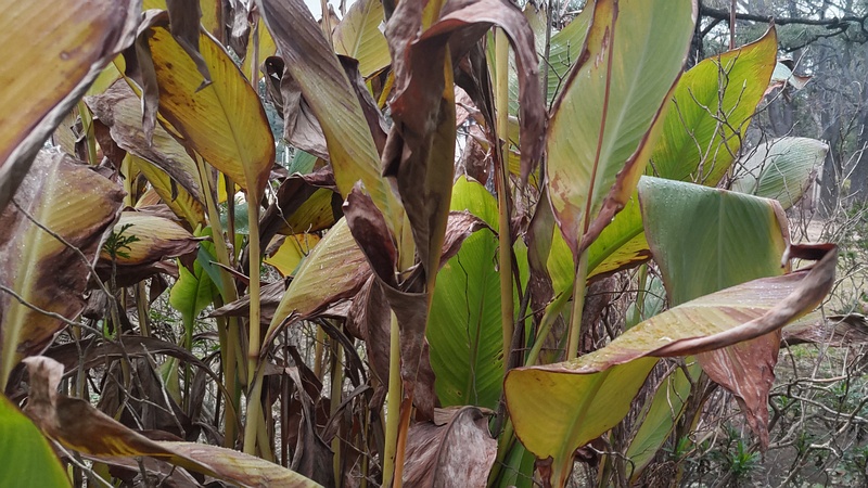 カンナの葉 東京都大田区平和島公園