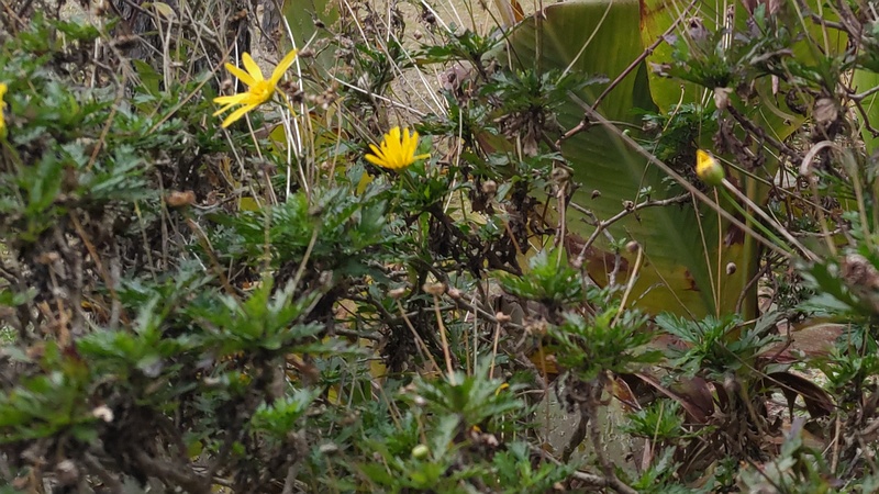 マーガレットコスモス 東京都大田区平和島公園