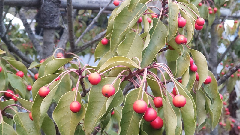 ソヨゴの果実 東京都大田区平和島公園
