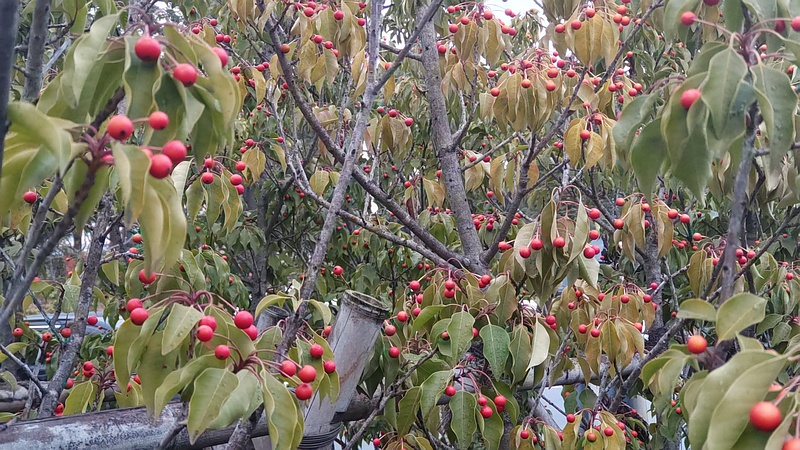ソヨゴの果実 東京都大田区平和島公園