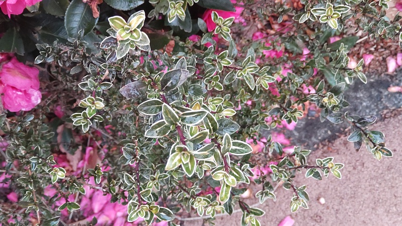 フイリハクチョウゲとサザンカの花 東京都大田区大和大橋