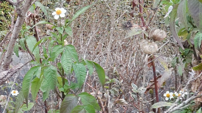 コシロノセンダングサ 東京都大田区大和大橋