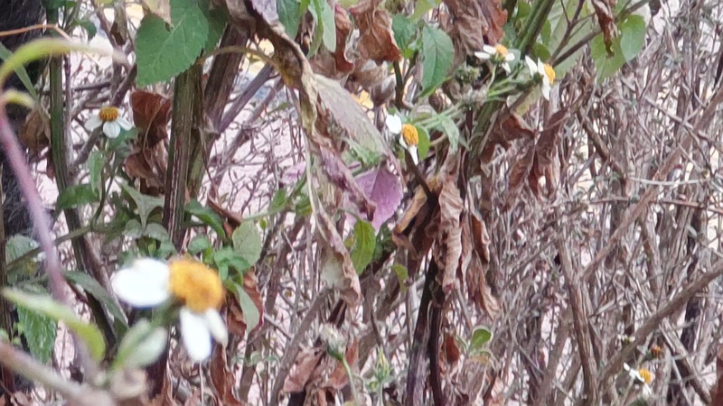 コシロノセンダングサ 東京都大田区大和大橋