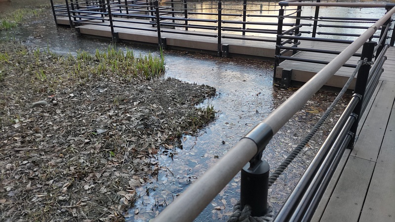 氷が張った自然観察園 東京都大田区平和の森公園