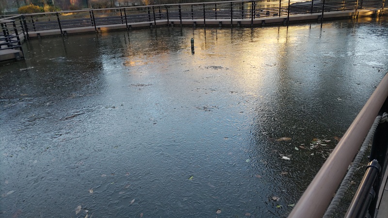 氷が張った自然観察園 東京都大田区平和の森公園