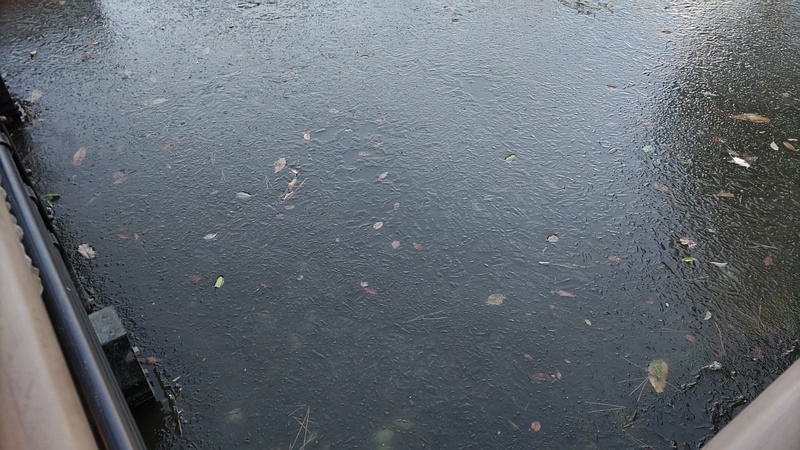 氷が張った自然観察園 東京都大田区平和の森公園
