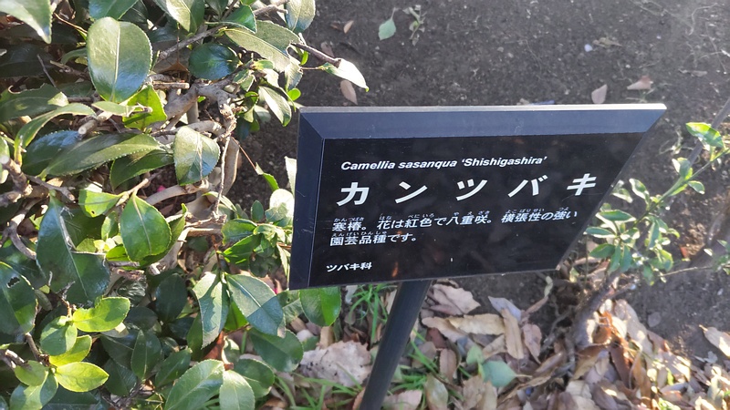 カンツバキの名札 東京都大田区平和の森公園