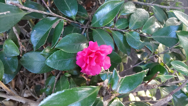 カンツバキの花 東京都大田区平和の森公園