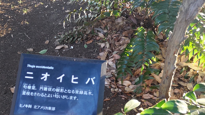 ニオイヒバの名札 東京都大田区平和の森公園