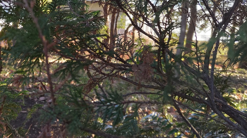 ニオイヒバ 東京都大田区平和の森公園
