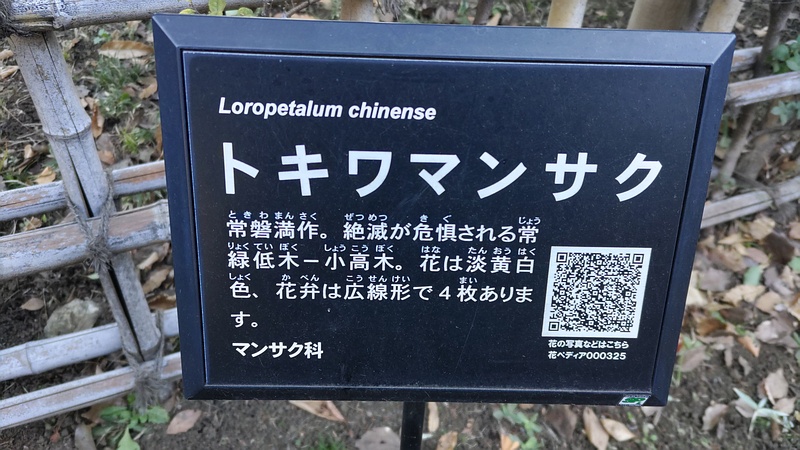 トキワマンサクの名札 東京都大田区平和の森公園