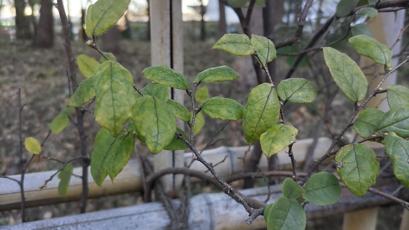 トキワマンサク 東京都大田区平和の森公園